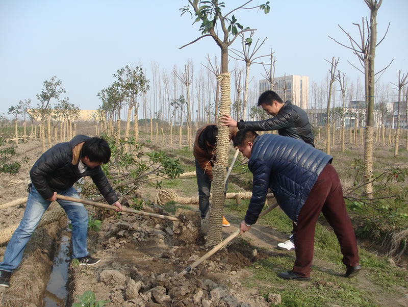 恒源建机组织员工参加植树活动